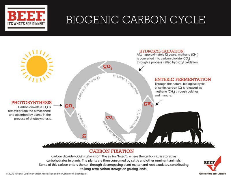 Cattle and Climate