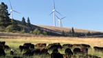 Cattle and Windmills 169