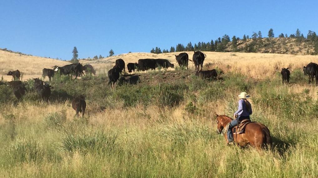 From Ranch to Court