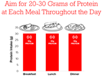 Infographic Protein Throughout The Day