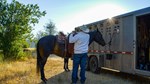 Kyler horse