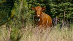 teanaway-photos-33.jpg